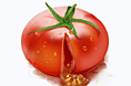 西红柿-UI临摹