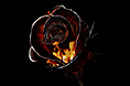 烈焰玫瑰，燃烧的玫瑰