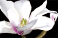 3Dmax建模渲染的一朵白玉兰花