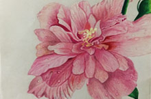 手绘-木槿花