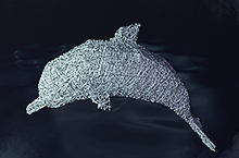 C4Dの海豚｜线体设计