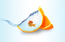 金鱼与橘