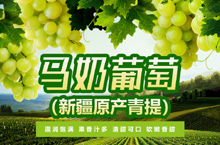 青提 马奶葡萄 新疆原产 白绿色 鲜甜嫩提子葡萄 新鲜水果详情页