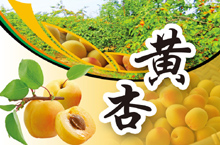 黄杏杏子新鲜水果详情页