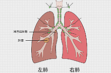 医疗人体呼吸系统肿瘤、肺癌、健康