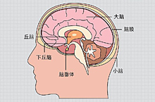 医疗神经系统肿瘤、健康、脑神经