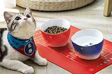 猫用陶瓷碗拍摄 | 爱淘视觉