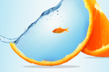 橘子与鱼的合成