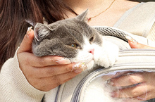 双肩猫包拍摄