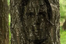 树干上的人脸
