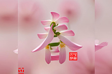 春暖花开的中华文字
