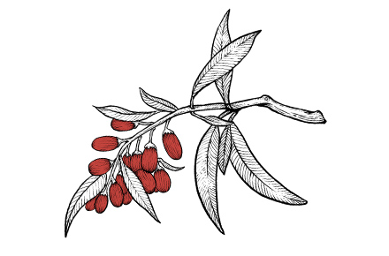 钢笔插画｜原创