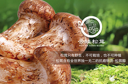 云娅松茸官网